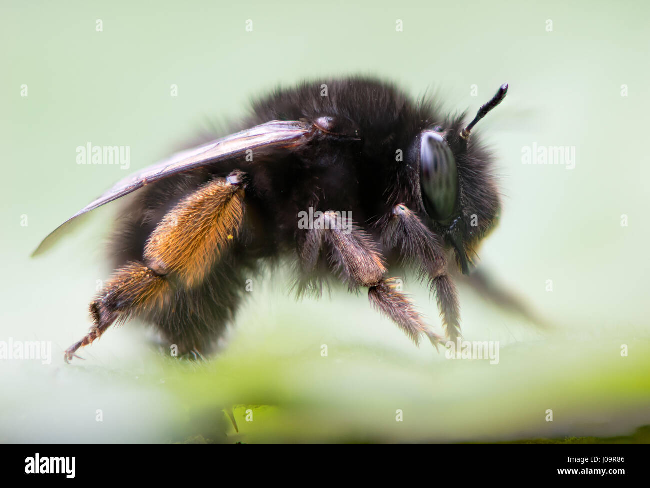 Hairy-footed fiore ape (Anthophora plumipes profilo). Femmina grande bee nella famiglia Apidae, con arancio Pennello di polline sulle zampe posteriori Foto Stock