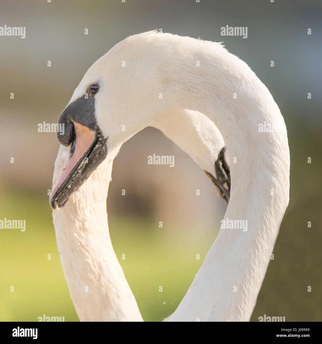 Cigni messa a forma di cuore con il collo. Coppia di cigni (Cygnus olor) formazione a forma di cuore lo spazio come parte della danza di corteggiamento Foto Stock