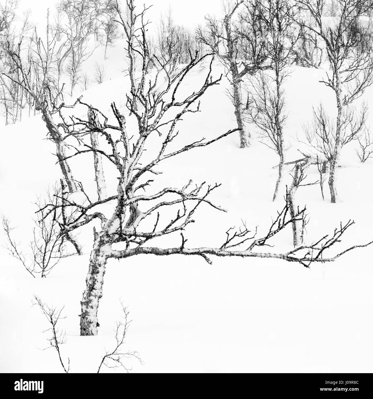 Alberi in un monocromatico, paesaggio invernale nel nord della Norvegia Foto Stock