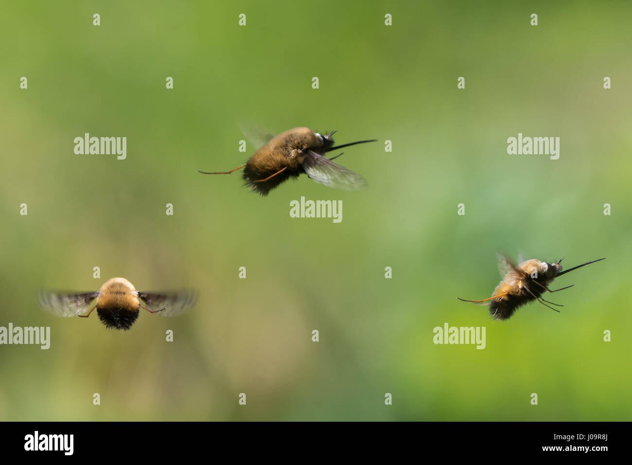 Punteggiato bee-fly (Bombylius scolorire) in volo. Composito della scarsa bee imita nella famiglia Bombylidae, con molto lunga proboscide battenti Foto Stock