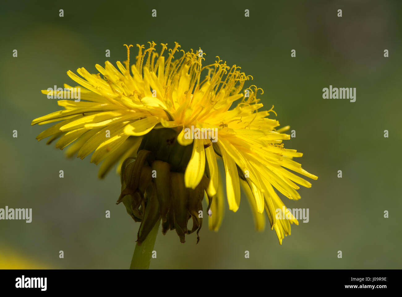 Tarassaco (Taraxacum officinale agg.) fiore mostrando stami ravvicinata di un comune impianto di giallo in famiglia a margherita (Asteraceae) Foto Stock