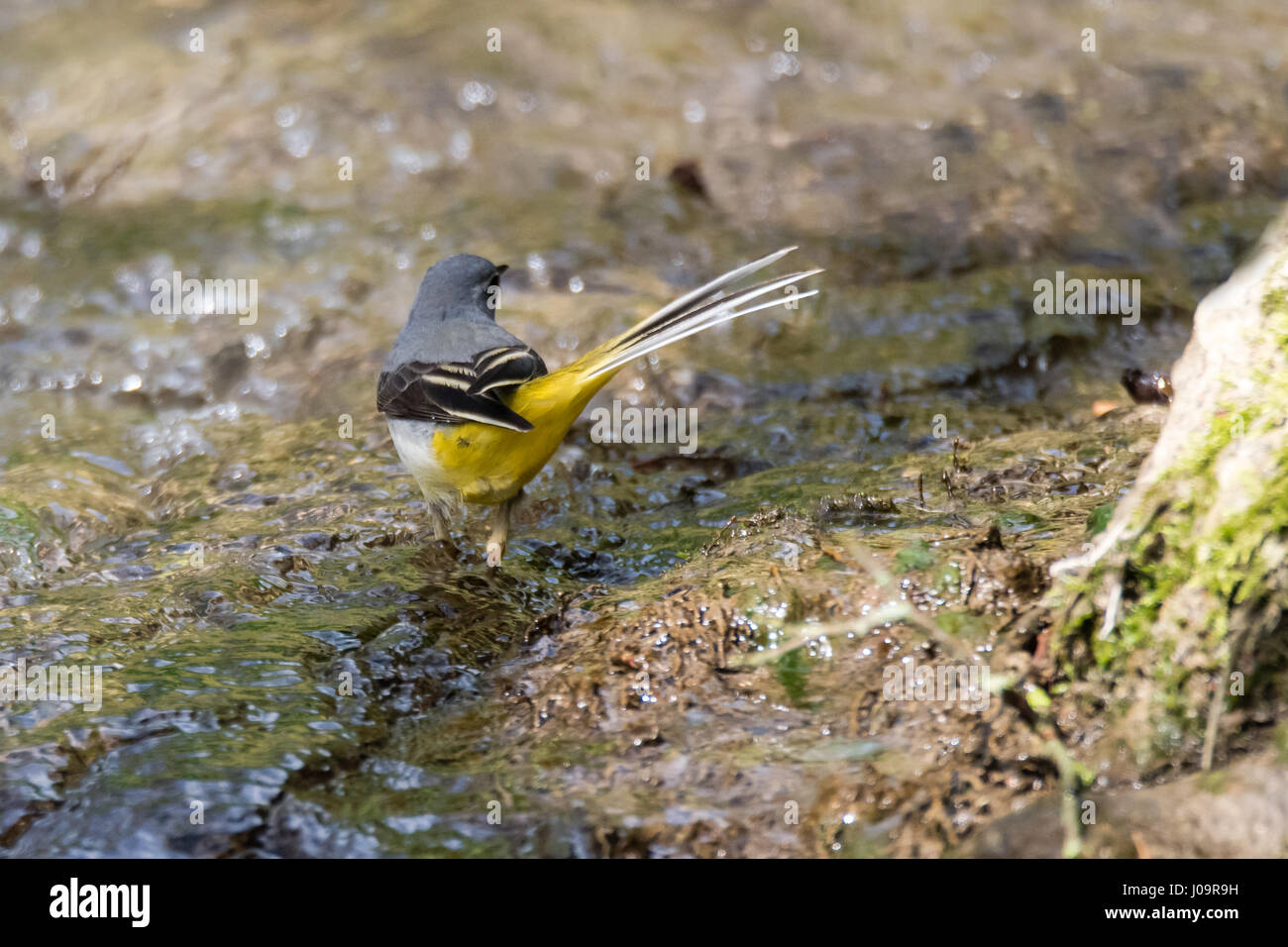 Wagtail grigio (Motacilla cinerea) nel fiume. Uccello colorato nella famiglia Motacillidae, mostra coda lunga e underparts giallo Foto Stock