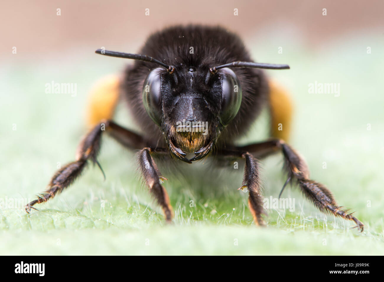 Hairy-footed fiore ape (Anthophora plumipes) a testa alta. Femmina grande bee nella famiglia Apidae, con arancio Pennello di polline sulle zampe posteriori Foto Stock