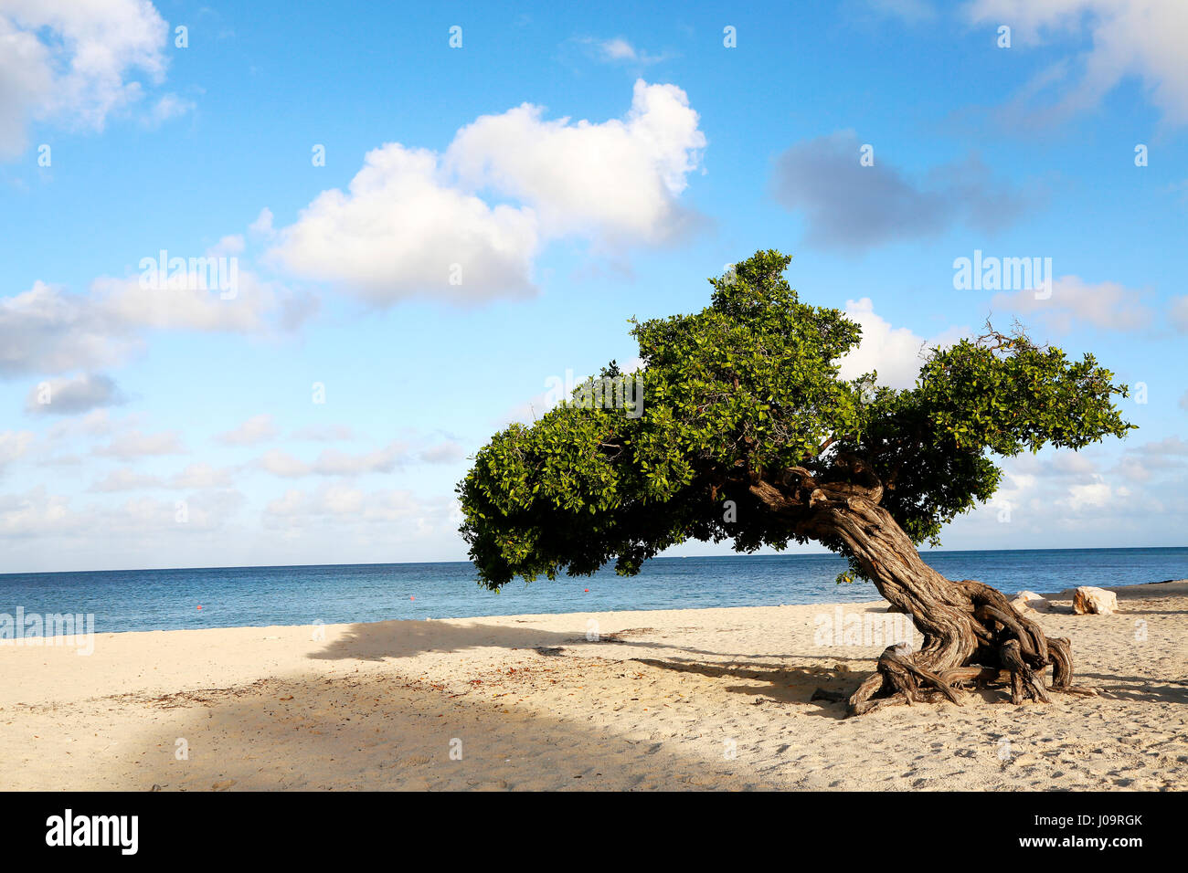 Le migliori spiagge di Aruba. Eagle Beach con il famoso albero fofoti, spesso chiamato Divi Divi tree per errore Foto Stock