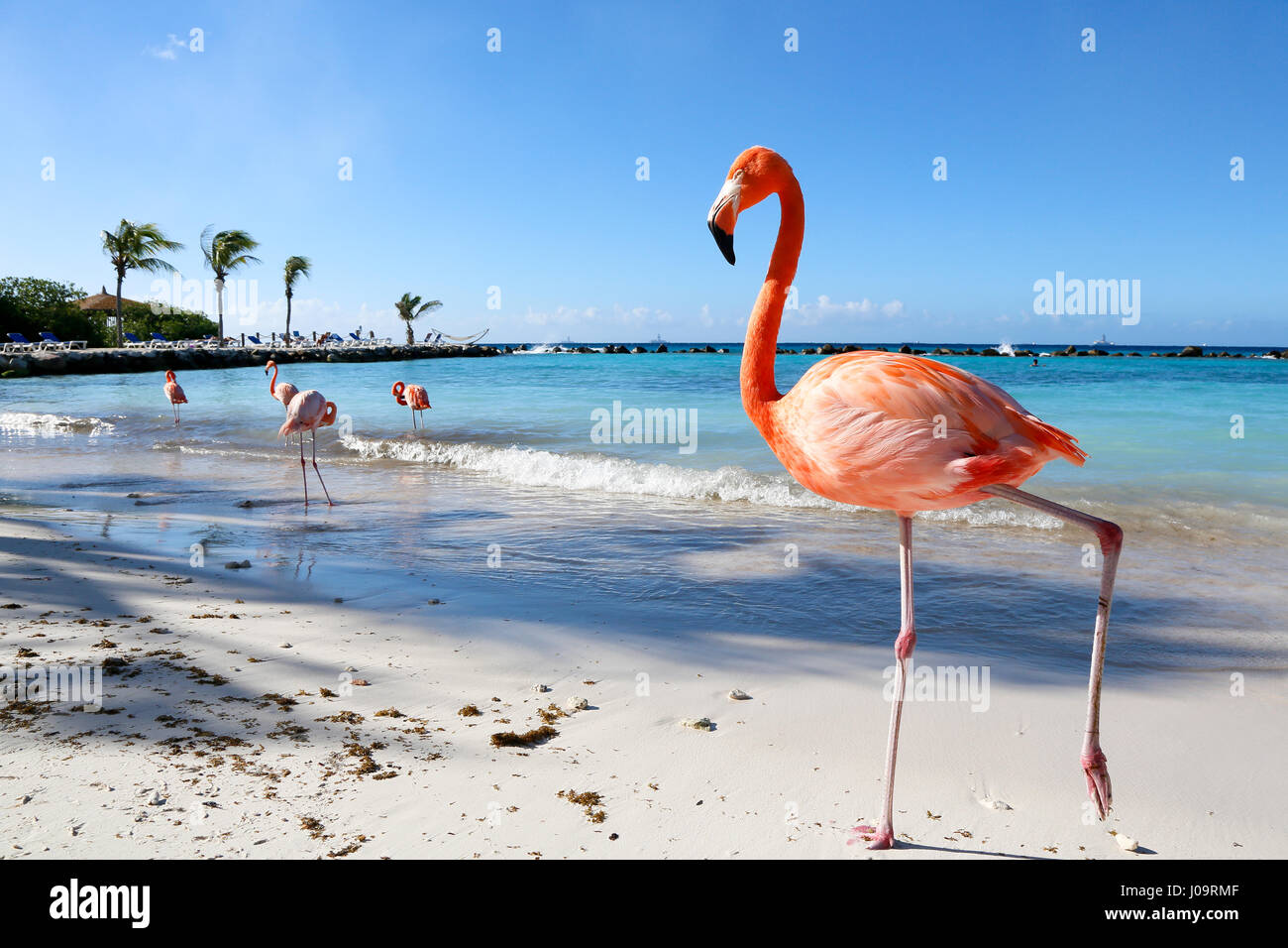 Le migliori spiagge di Aruba: Flamingo Beach del Renaissance Hotel Foto Stock