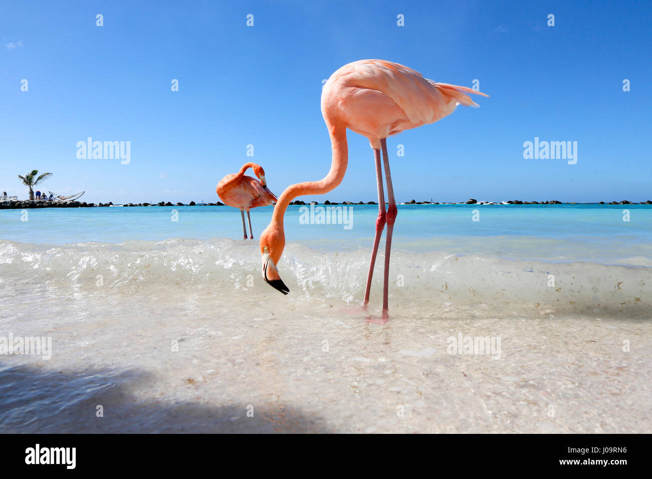 Le migliori spiagge di Aruba: Flamingo Beach del Renaissance Hotel Foto Stock