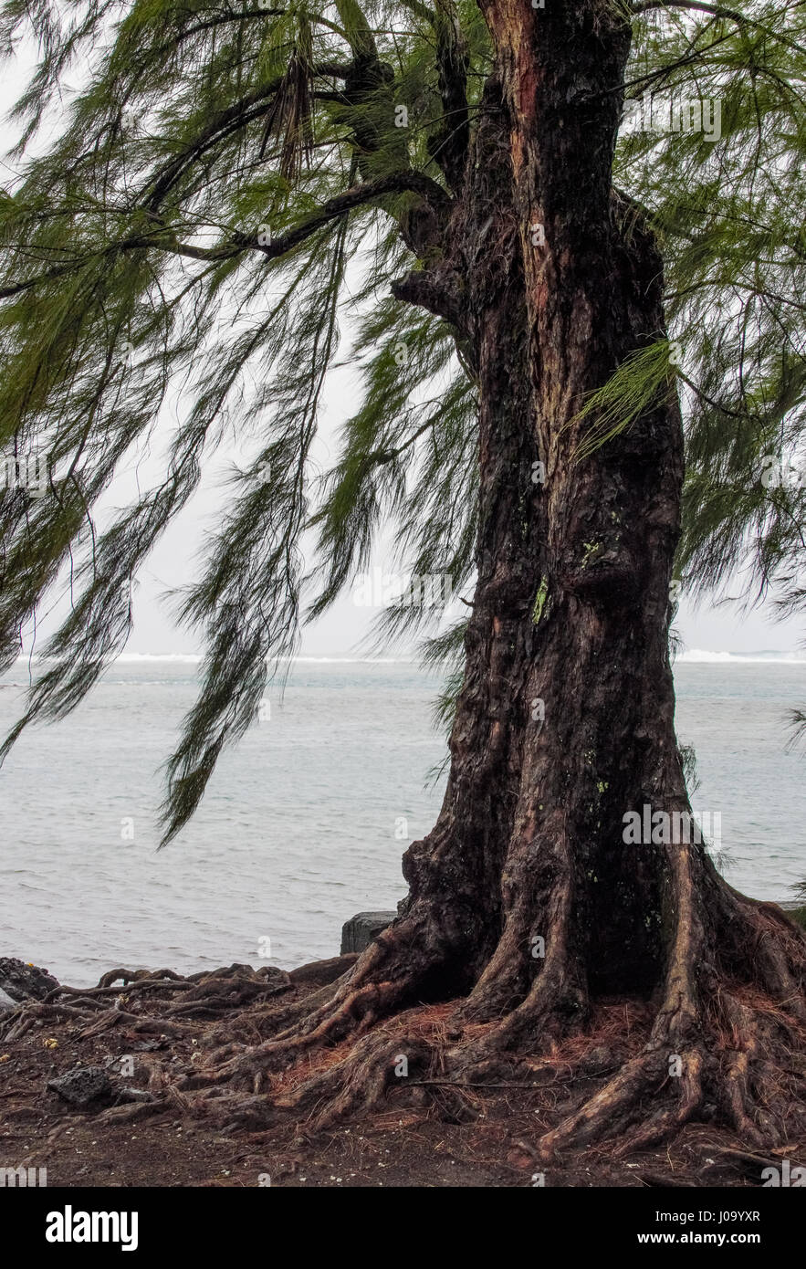Spazzate dal vento alberi tropicali sulla costa di Tahiti, Polinesia Francese Foto Stock