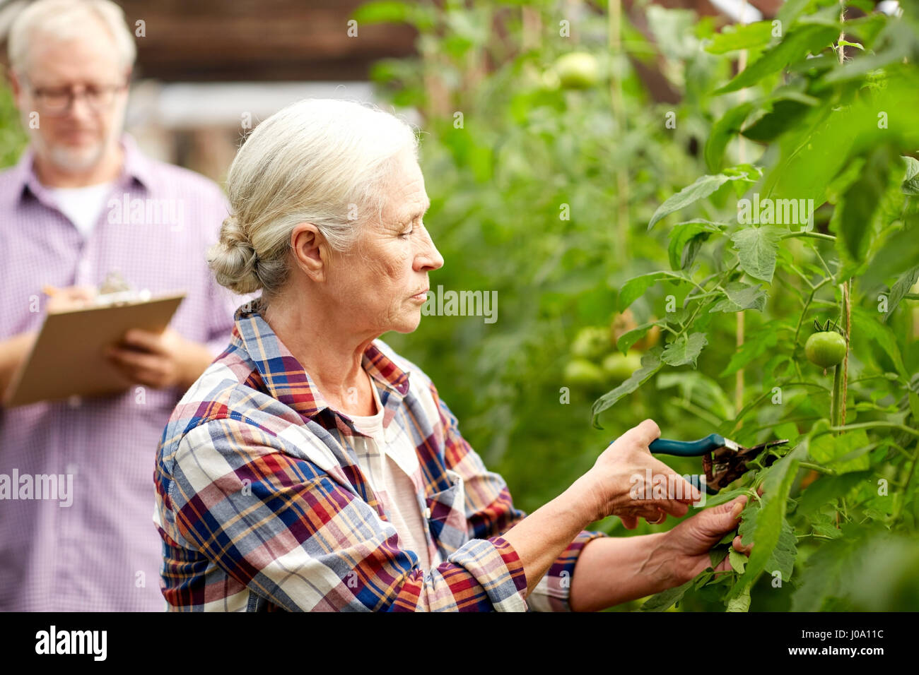 Donna senior con giardino potatore a serra agricola Foto Stock Donna senior con giardino potatore a serra agricola Foto Stock