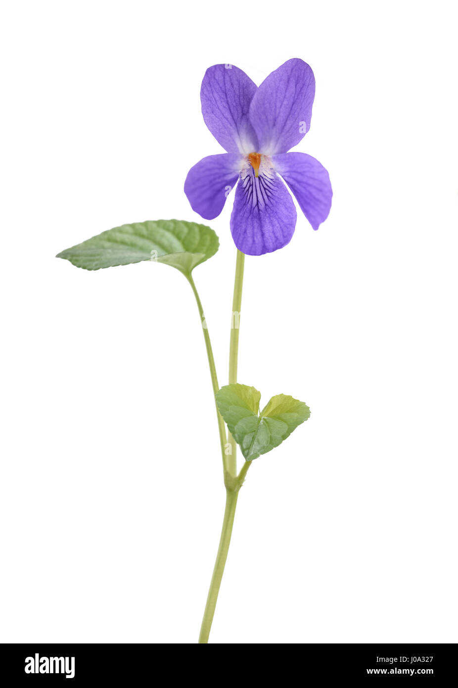 Viola Mammola, viola isolato su sfondo bianco Foto Stock