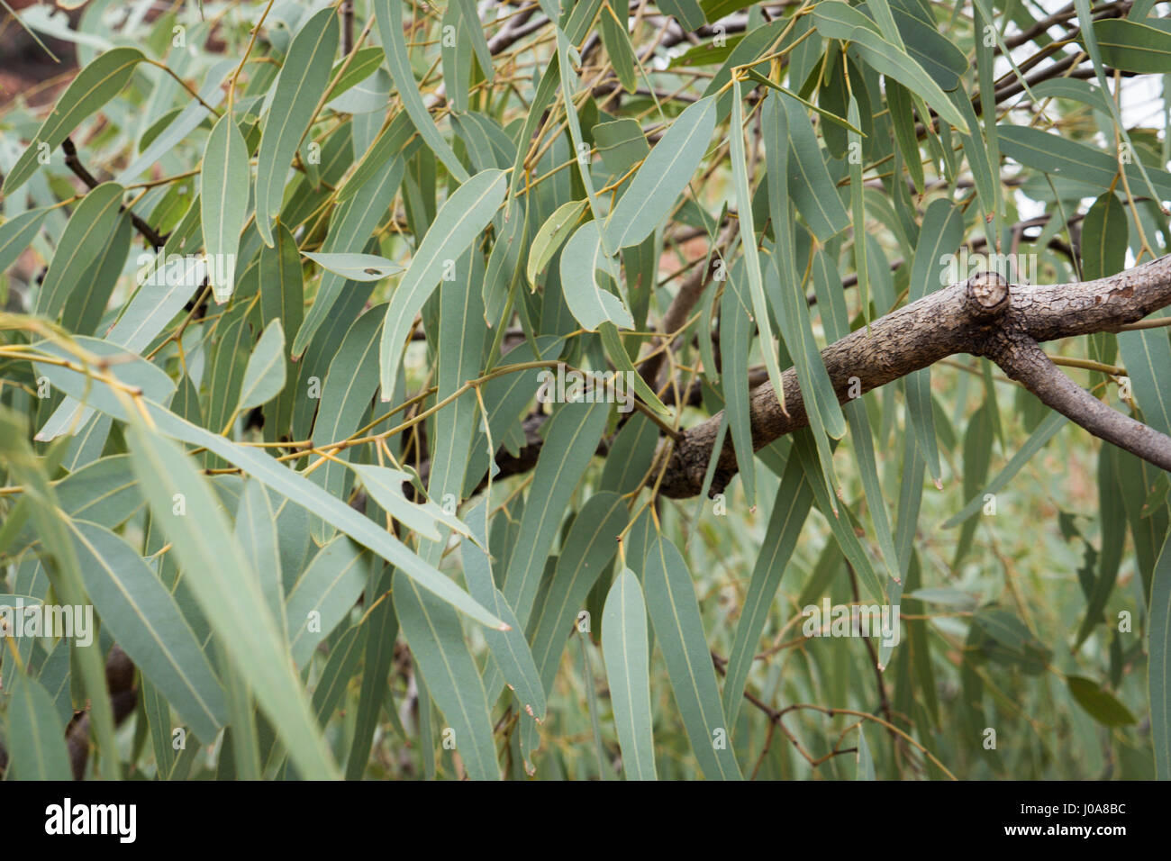 Gum tree eucalipto lascia il territorio del Nord Foto Stock