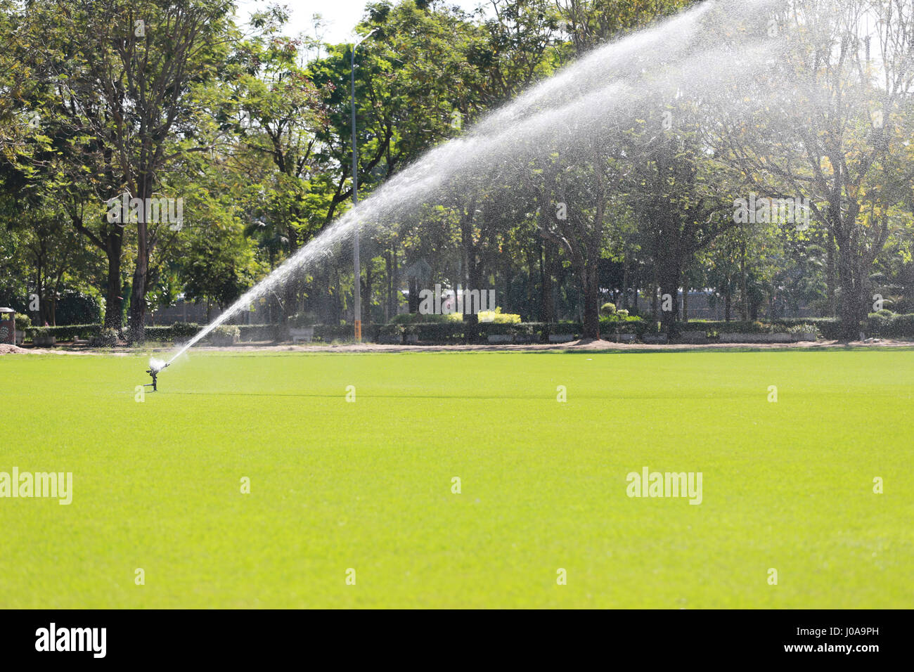 In sprinkler irrigazione prato verde dei campi da golf della mattina. Foto Stock