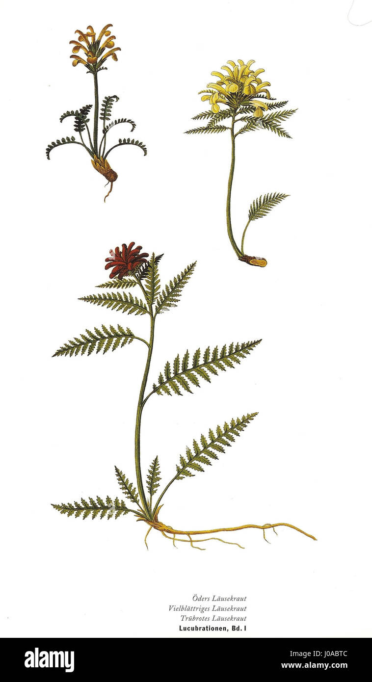 Läusekraut (Pedicularis) è un genere di piante da fiore noto per la sua natura semi-parassitaria, comunemente presente nelle regioni alpine e temperate. Foto Stock