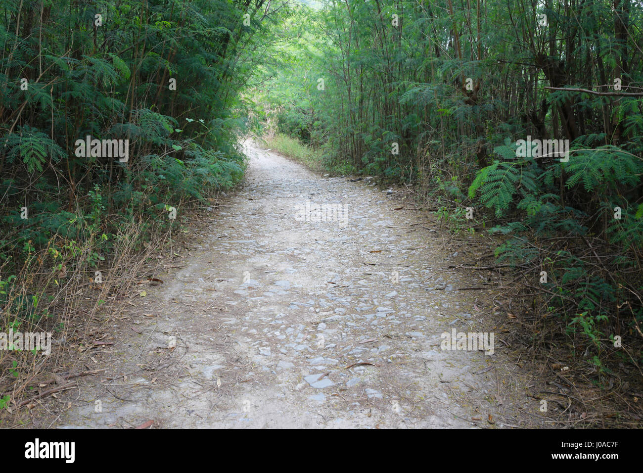 Vecchia strada nella foresta ricoperta di verde di alberi tropicali. Foto Stock