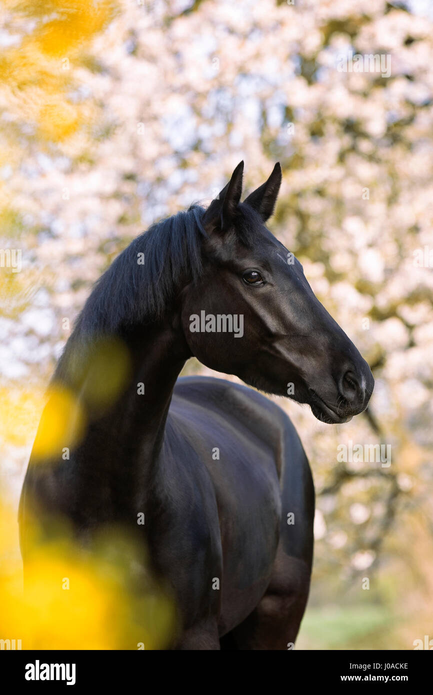 Cavallo nero, il mare in primavera, ritratto Foto Stock