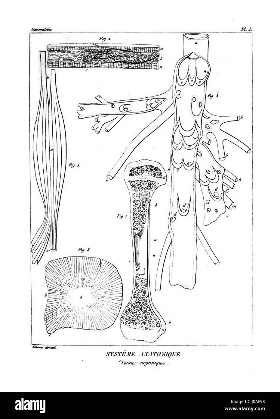 La lastra 1 dell'Encyclopédie méthodique - Système anatomique illustra le strutture anatomiche dettagliate, che fungono da preziosa risorsa per la comprensione dell'anatomia umana. Foto Stock