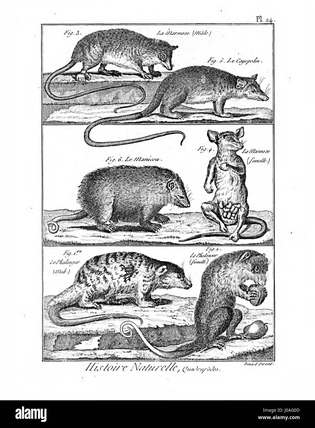 "Encyclopédie méthodique" fornisce un'ampia illustrazione dei mammiferi, concentrandosi sulle raffigurazioni naturalistiche e sulle caratteristiche anatomiche dettagliate. Questa particolare piastra (Pl24) serve come una risorsa preziosa per gli studi zoologici. Foto Stock