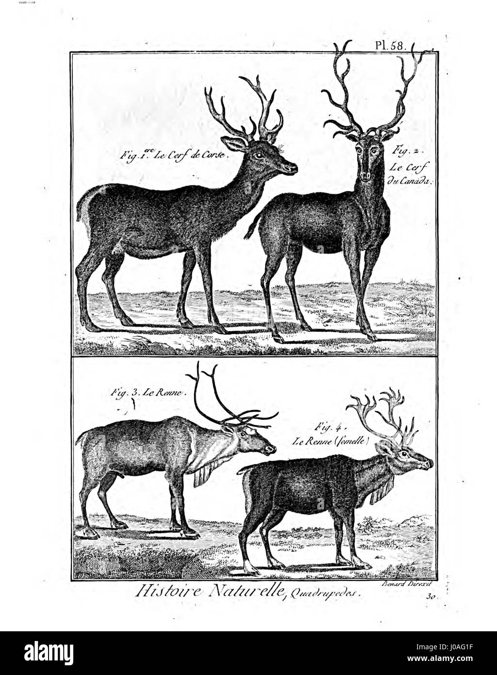 L'Encyclopédie méthodique - Mammalogie, Pl58 è un'illustrazione dettagliata del lavoro enciclopedico sui mammiferi, incentrato sulla rappresentazione scientifica delle specie animali. Foto Stock