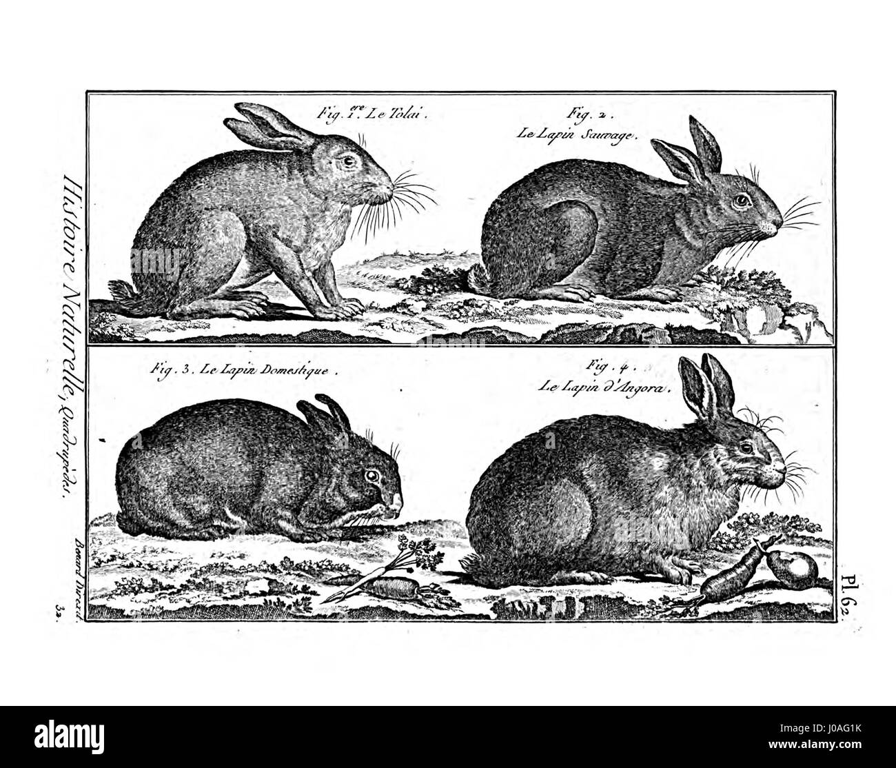 Il volume "Encyclopédie méthodique" sulla mammalogia, con la placca 62, offre illustrazioni dettagliate e informazioni su varie specie di mammiferi, contribuendo alla conoscenza scientifica dell'epoca. Foto Stock