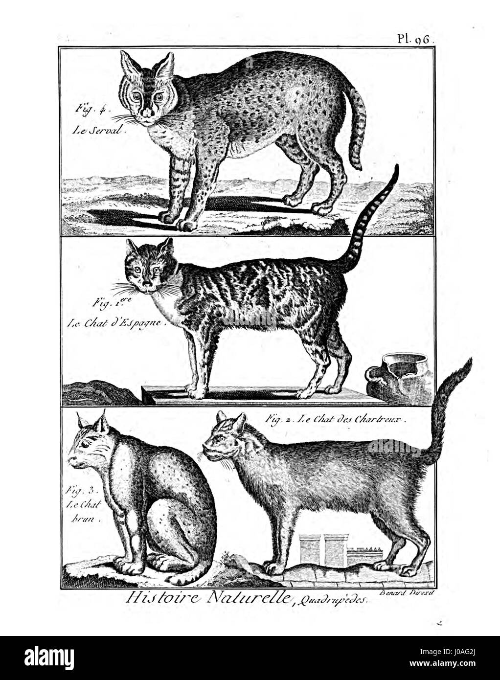 Questa targa (Pl96) dell'Encyclopédie méthodique presenta un'illustrazione dettagliata di vari mammiferi, parte di un'ampia opera scientifica del XVIII secolo volta a catalogare la storia naturale. Foto Stock