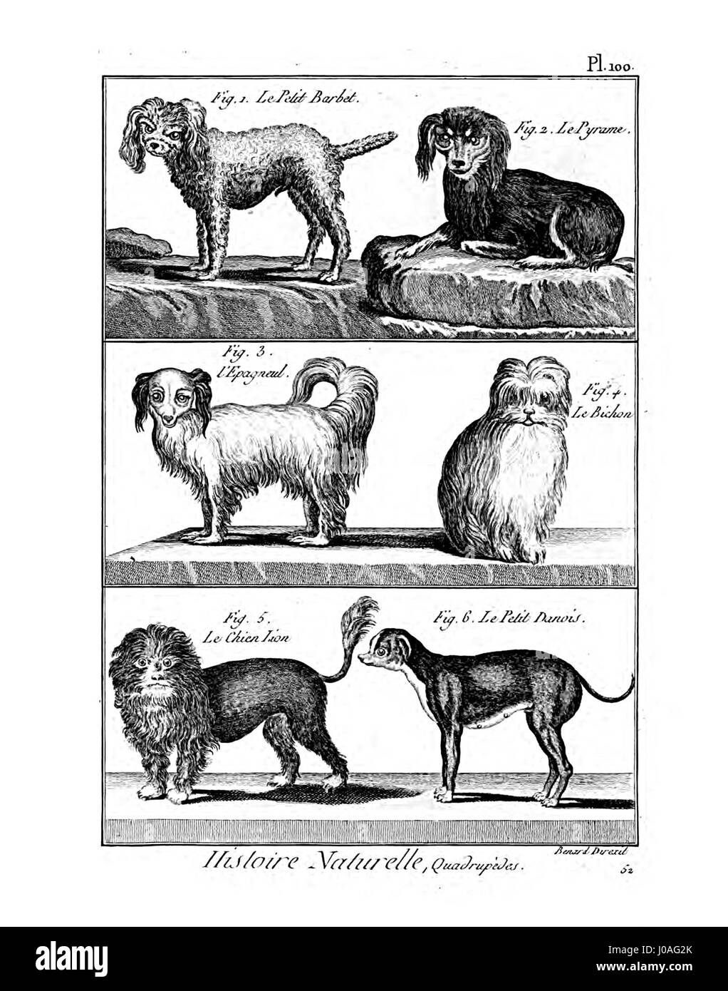 L'Encyclopédie méthodique - Mammalogie, Pl100 è un'illustrazione di un'enciclopedia francese del XVIII secolo. Presenta rappresentazioni dettagliate dei mammiferi, concentrandosi sulla classificazione e la diversità delle specie. Foto Stock