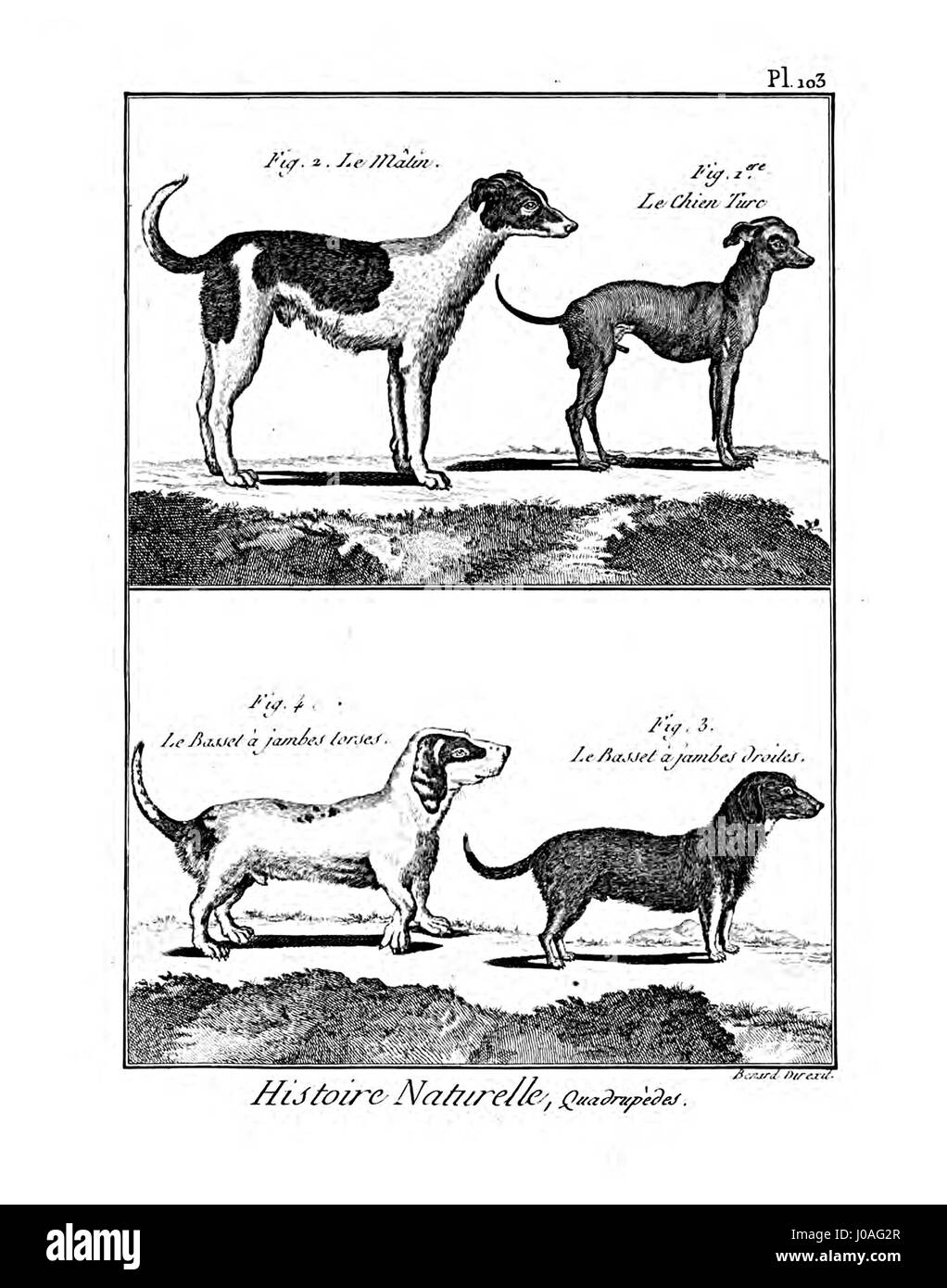 Questa illustrazione tratta dall'Encyclopédie méthodique presenta una voce sui mammiferi, che descrive le diverse specie e le loro caratteristiche. Mette in evidenza le conoscenze scientifiche sulla mammalogia durante il XVIII secolo. Foto Stock