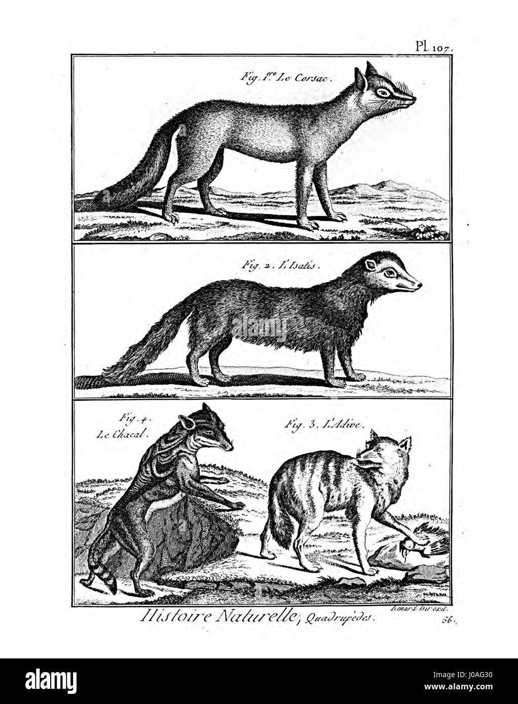 Una pagina dell'Encyclopédie méthodique dedicata alla mammalogia, con dettagliate illustrazioni scientifiche e descrizioni di vari mammiferi. Foto Stock