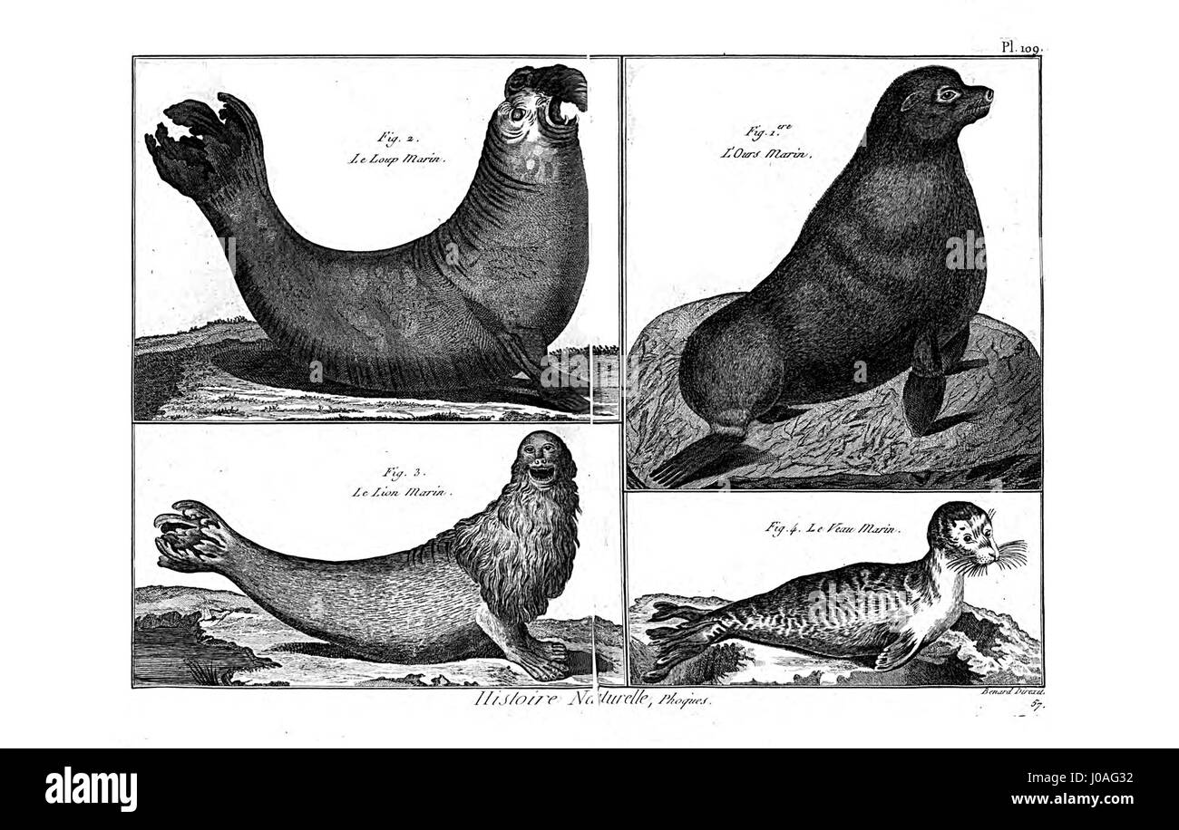 Encyclopédie méthodique - Mammalogie, Pl109 è un'illustrazione di un'enciclopedia francese del XVIII secolo, incentrata sui mammiferi. L'immagine fornisce un approccio scientifico dettagliato alla mammalogia durante il periodo. Foto Stock