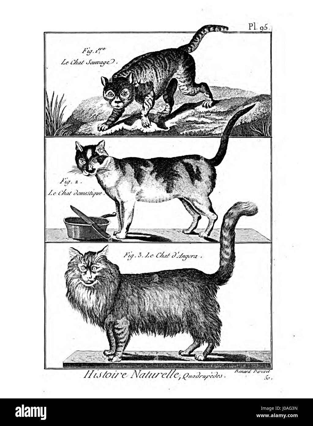 "Encyclopédie méthodique - Mammalogie, Pl95" si riferisce a un'illustrazione dettagliata di un'opera enciclopedica francese completa sulla mammalogia. Offre documentazione visiva di varie specie di mammiferi, contribuendo allo studio della zoologia nel XVIII secolo. Foto Stock