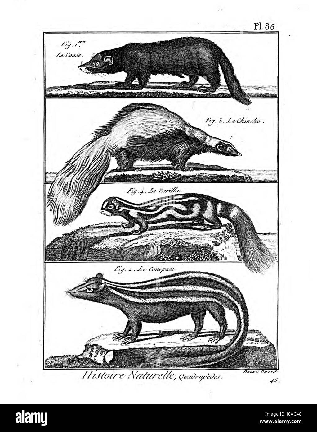 Encyclopédie méthodique - Mammalogie, Pl86 è un'incisione dettagliata di un'enciclopedia francese del XIX secolo, che mostra illustrazioni di varie specie di mammiferi come parte di un più ampio lavoro sulla zoologia e la storia naturale. Foto Stock