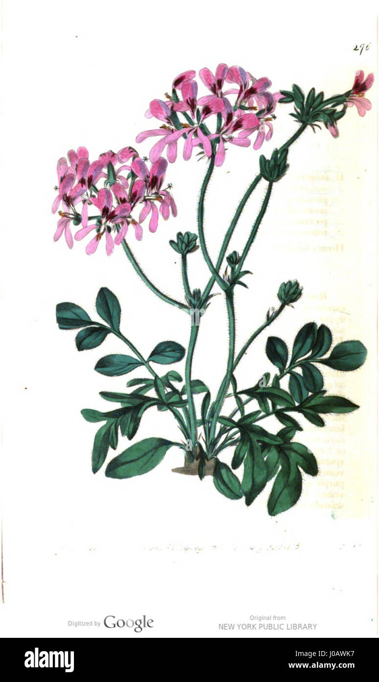 Pelargonium ž labyrinthicum è una specie di pianta fiorita della famiglia geranium, nota per i suoi intricati e labirintici motivi sulle foglie. Questa pianta, originaria dell'Africa meridionale, è caratterizzata dai suoi fiori vivaci e dal caratteristico fogliame, spesso coltivata per scopi ornamentali nei giardini. Foto Stock
