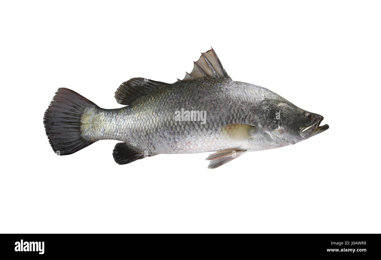 Bianco di branzino pesce isolato su sfondo bianco e sono tracciati di ritaglio per una facile installazione. Foto Stock