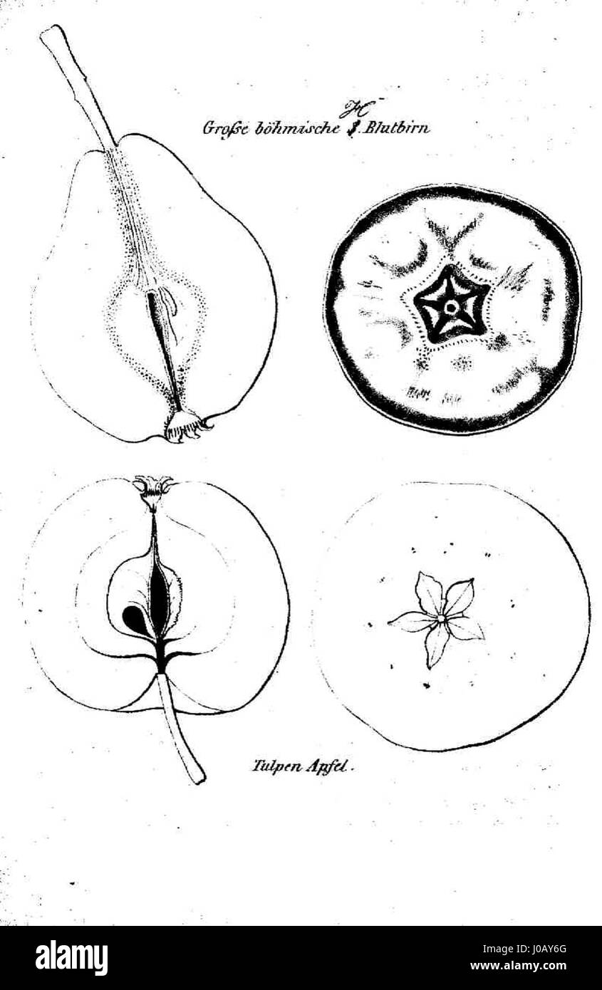 Questa illustrazione botanica del 1857 mostra il GR. böhmische S.-Blutbirn Tulpenapfel, una varietà di meli. L'opera d'arte mette in risalto il dettaglio del frutto e le sue caratteristiche botaniche. Foto Stock