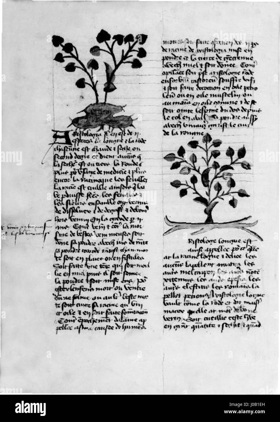 "Livre des simples médecines" è un manoscritto medievale contenente rimedi erboristici e piante medicinali. Il testo si concentra su trattamenti semplici e accessibili, offrendo approfondimenti sulle pratiche mediche del Medioevo. Foto Stock