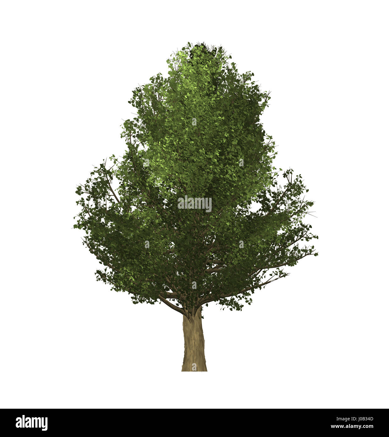 Verdi alberi di computer grafica nel creare isolati su sfondo bianco. Foto Stock