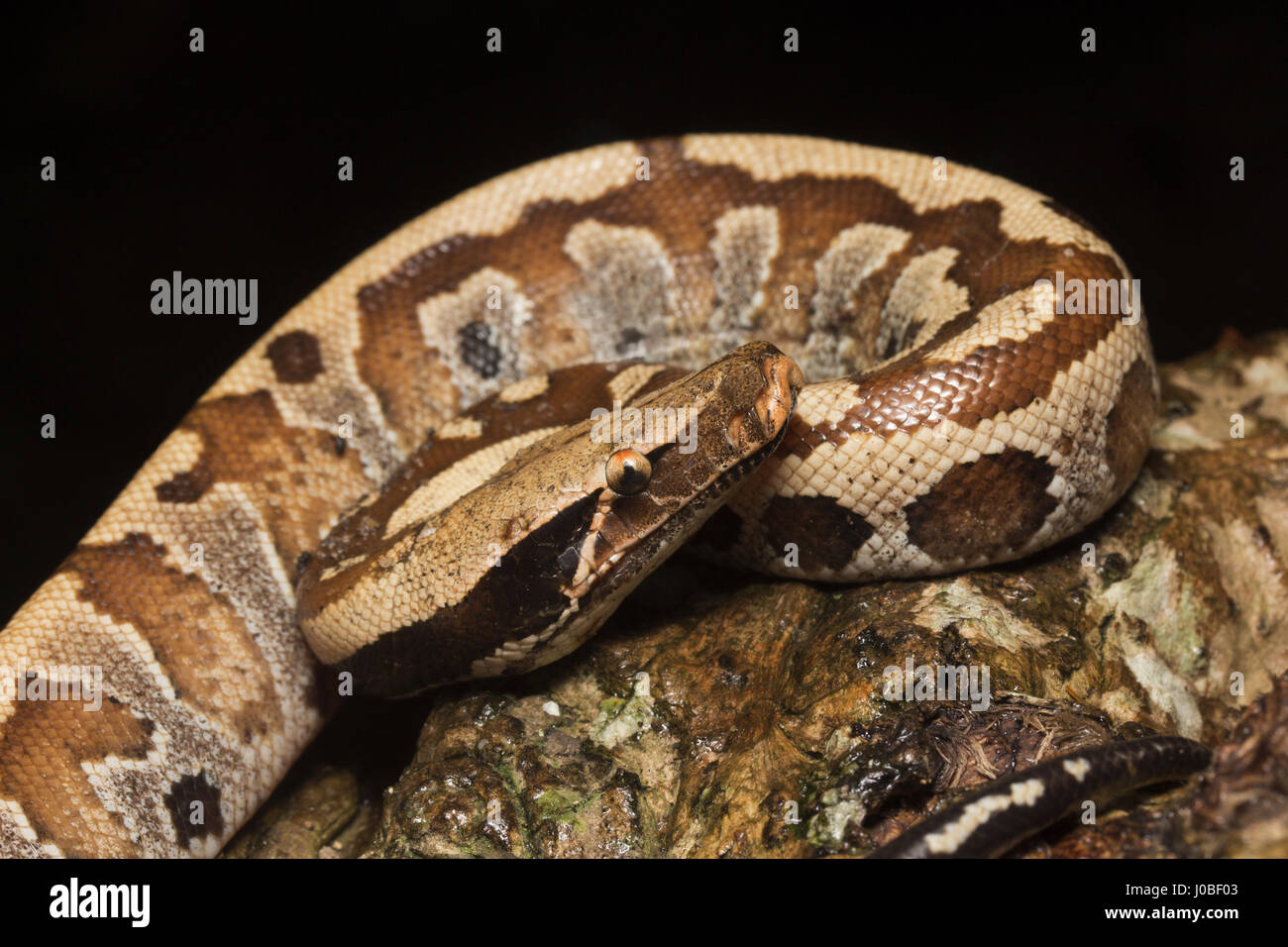 Serpente di Hognose Foto Stock