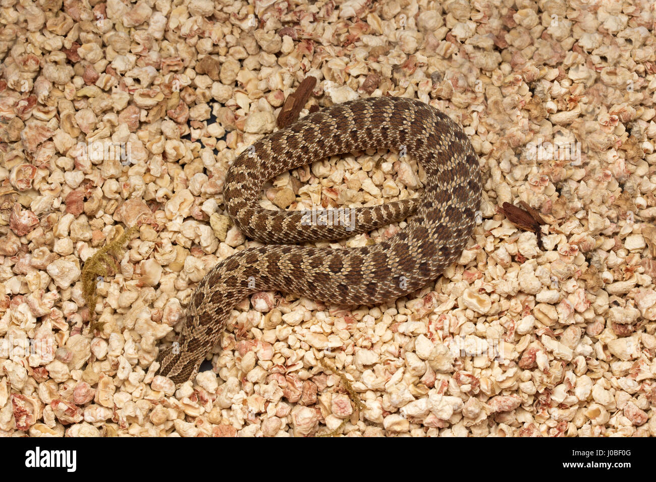 Serpente di Hognose Foto Stock