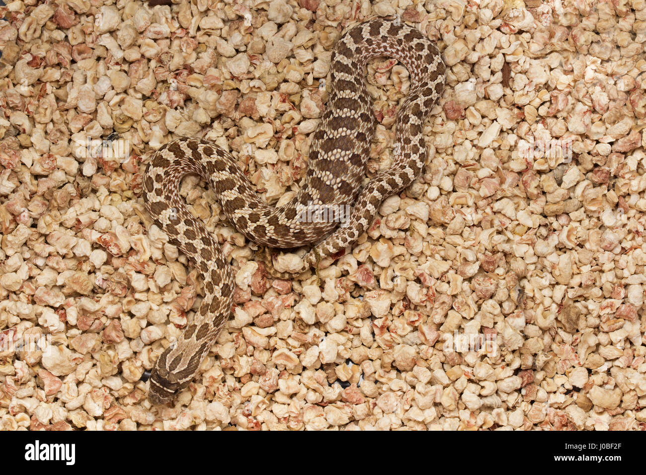 Serpente di Hognose Foto Stock