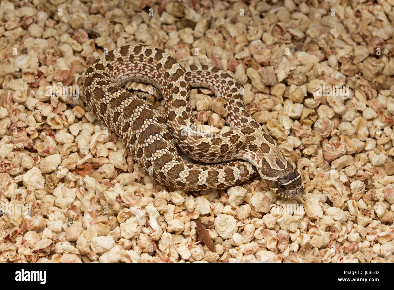 Serpente di Hognose Foto Stock