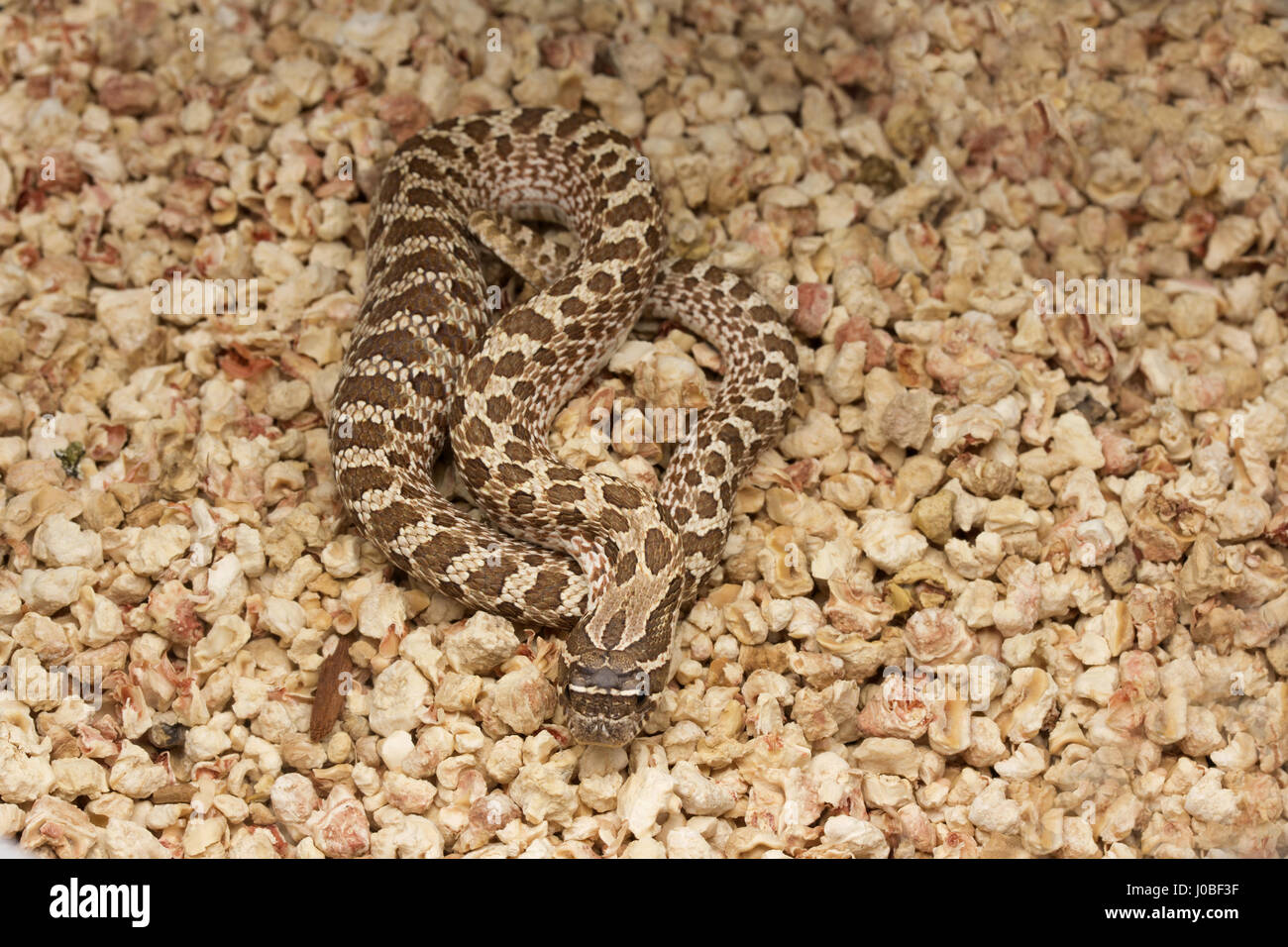 Serpente di Hognose Foto Stock