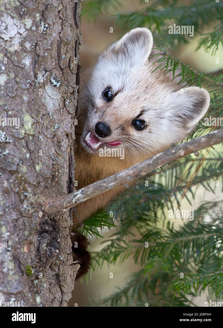 ONTARIO, CANADA: questo elusivo predatore potrebbe essere il più bello ti spot appeso venti metri dalla cima di un albero. Catturate in Canada questo martora serie ci dà un assaggio di quello che i nostri boschi potrebbe apparire come ora il carismatico mammifero è in aumento in Gran Bretagna. La schivo-cercando pine martin può essere visto da di peering dietro un tronco di albero, ma il roditore-eater visualizza anche è feroce lato con un flash dei suoi denti affilati. Fotografo Marc Latermouille (47) è stato in grado di scattare le diverse espressioni della martora in Ontario. Foto Stock