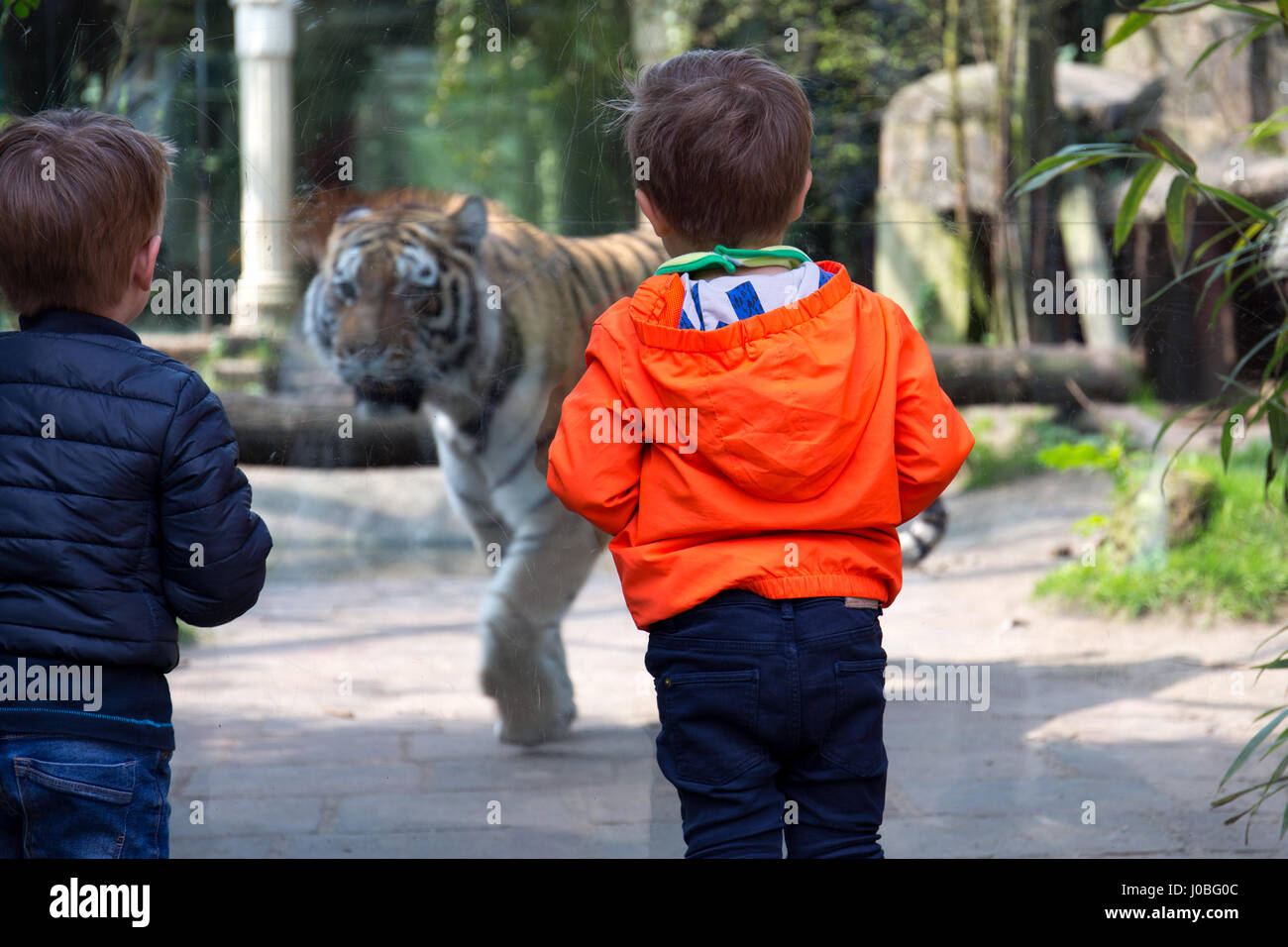 Due bambini (ragazzi piccoli / toddlers) guardando un avvicinamento tiger dietro il vetro allo zoo Foto Stock