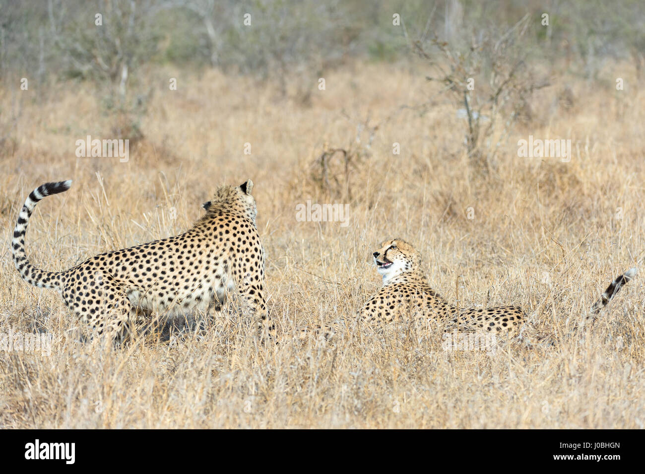 Potrebbe questo sfortunato cheetah essere più paura nel bush africano? Da ritirarsi da rinoceronti di hightailing da iene foto mostrano come questo vile ghepardo molle anche lontano dalla sua stessa natura quando si trovano di fronte a situazioni di pericolo. Foto da South African Wildlife Photographer Andrew Schoeman mostrano come lontano giù il tambureggiare ordinare questo rapido ma leggermente costruito predator è veramente. Foto Stock