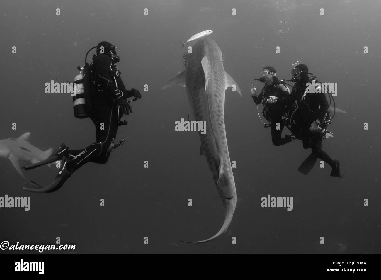FLORIDA, USA: un sottomarino di proposta con gli squali in maniera restrittiva evita andando molto sbagliato come il sistema nervoso fidanzato è girato di perdere la presa sulla corona diamantata nel momento cruciale. Le immagini e i video mostrano la singolare proposta di matrimonio luogo subacquei con tutta una serie di spettatori inclusi limone e squali tigre e altre forme di vita marina. Il giovane erano anche mostrato di condividere un bacio come pure in posa per scatti con uno squalo. L'amato-up Ulises duo Flores (37) e Cassondra Jensen (27) da Wellington Florida, soddisfatte attraverso la loro comune passione per i cavalli. Ulises un equino groom e Cassondra Foto Stock