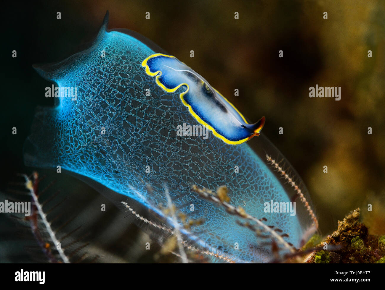 Parassita Del Verme Marino Immagini E Fotos Stock Alamy