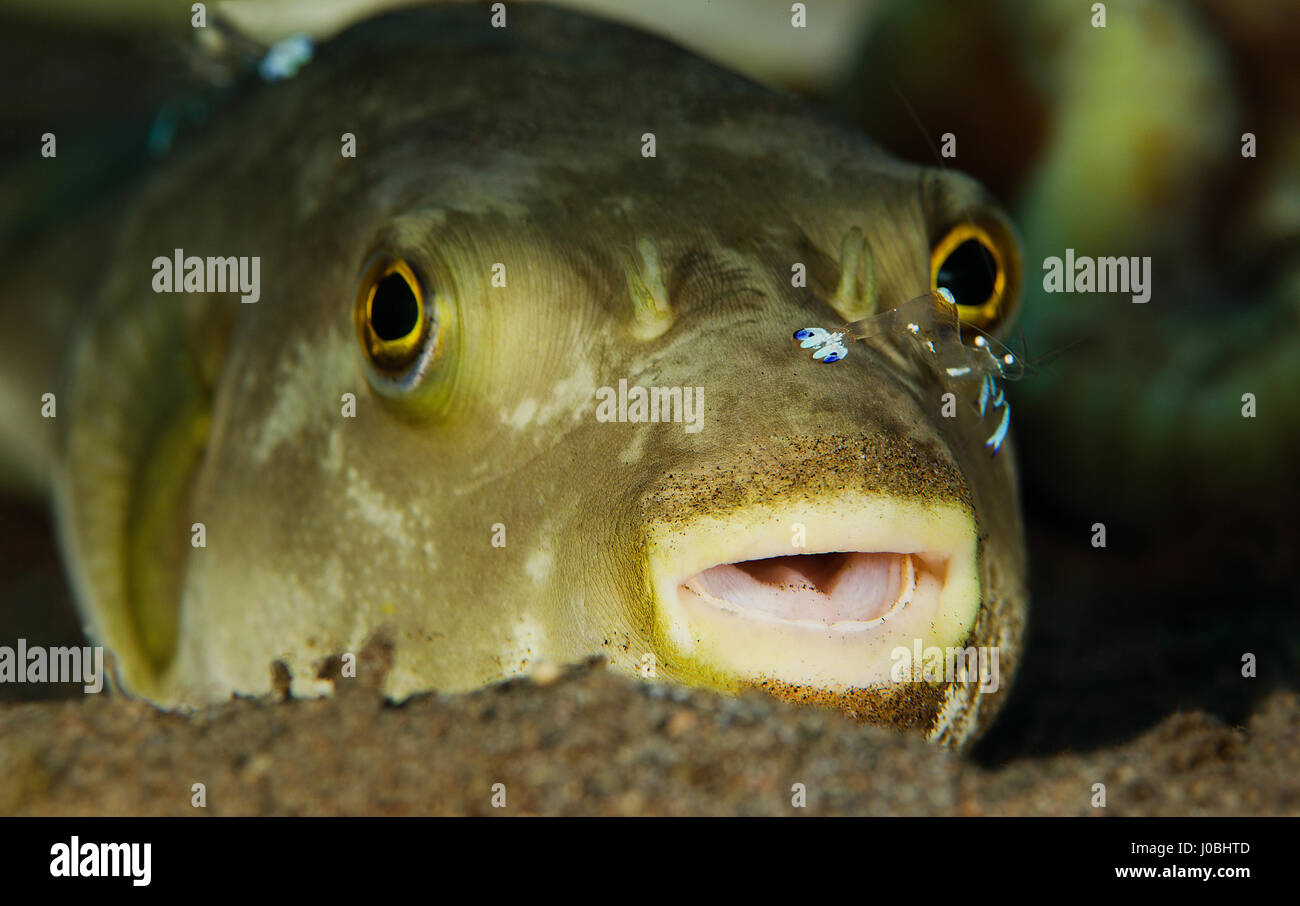 Un pufferfish con un gambero presi in Dauin, Filippine. Scatti esilaranti hanno rivelato minuscole creature sottomarine che figurano al sollevatore di un ascensore sulla loro controparti più grandi. La serie di riprese macro visualizza colorata vita marina in appoggio sulla parte superiore di ciascun altro e una mostra persino un clownfish con un parassita seduti all'interno della sua bocca. In un'altra foto, una murena si siede con un chiaro cleaner shrimp solletico le sue labbra e una piovra gigante sembra inoltre di aver acquisito lo stesso amico di gamberetti che ha arroccato sopra il suo occhio. Altre splendide foto mostrano una coppia Coleman gamberetti sulla parte superiore di un incendio dei ricci di mare e un'arancia n Foto Stock
