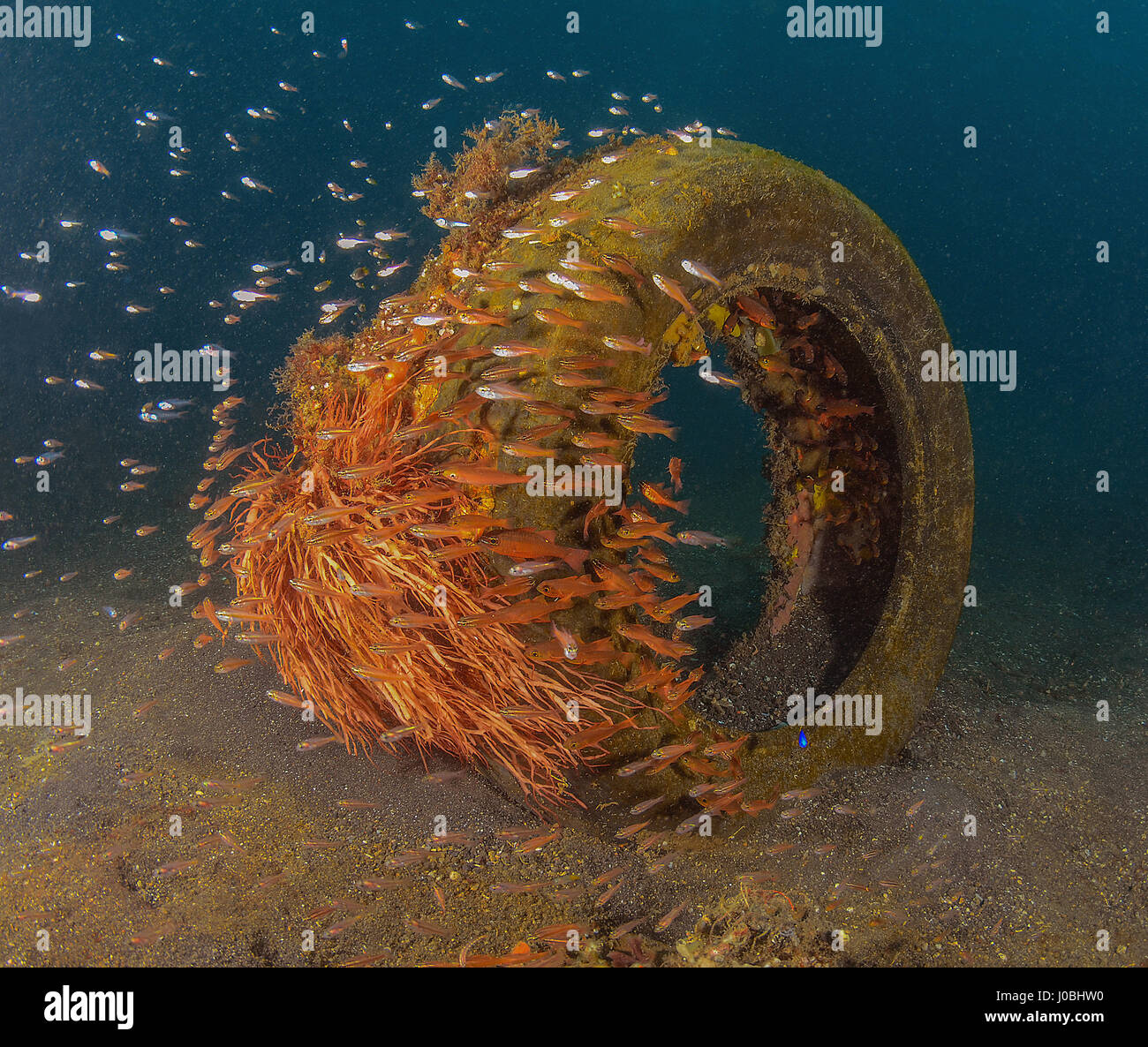 Pesce trovare rifugio in un vecchio pneumatico, Anilao, Filippine. EYE-opening immagini hanno rivelato come le creature che vivono nei nostri oceani hanno adattato la loro stessi a sopravvivere fra i circa otto milioni di tonnellate di rifiuti che è gettato in mare ogni anno. Da una scuola di pesce impostazione home all'interno di un pneumatico ribassato di un polipo tenuta su di un secchio di plastica, le foto mostrano proprio come queste creature adattato. Altre immagini mostrano una piccola pufferfish nasconde al suo interno un barattolo di latta e un pesce pagliaccio che ha stabilito le sue uova in una bottiglia di vetro. Uno scioccante snap mostra come un polpo ha insinuato fino all'interno di un vaso di vetro. Foto Stock