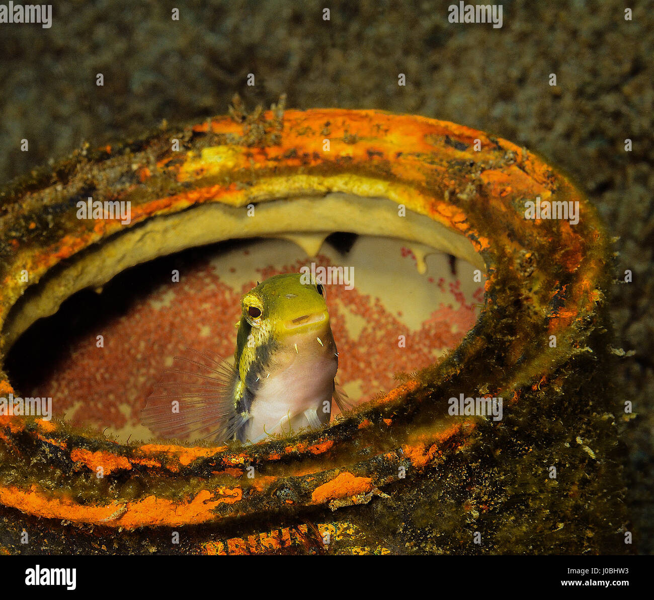 Pesce bavose, Filippine. EYE-opening immagini hanno rivelato come le creature che vivono nei nostri oceani hanno adattato la loro stessi a sopravvivere fra i circa otto milioni di tonnellate di rifiuti che è gettato in mare ogni anno. Da una scuola di pesce impostazione home all'interno di un pneumatico ribassato di un polipo tenuta su di un secchio di plastica, le foto mostrano proprio come queste creature adattato. Altre immagini mostrano una piccola pufferfish nasconde al suo interno un barattolo di latta e un pesce pagliaccio che ha stabilito le sue uova in una bottiglia di vetro. Uno scioccante snap mostra come un polpo ha insinuato fino all'interno di un vaso di vetro. La raccolta di immagini è stato Foto Stock