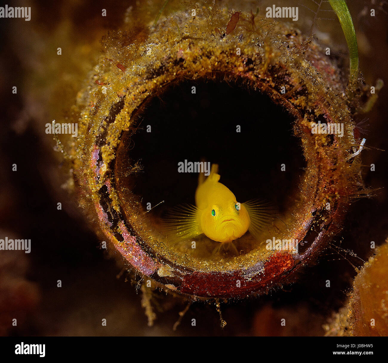 Un ghiozzo pesci che vivono all'interno di una bottiglia di vetro, Lembeh, Indonesia. EYE-opening immagini hanno rivelato come le creature che vivono nei nostri oceani hanno adattato la loro stessi a sopravvivere fra i circa otto milioni di tonnellate di rifiuti che è gettato in mare ogni anno. Da una scuola di pesce impostazione home all'interno di un pneumatico ribassato di un polipo tenuta su di un secchio di plastica, le foto mostrano proprio come queste creature adattato. Altre immagini mostrano una piccola pufferfish nasconde al suo interno un barattolo di latta e un pesce pagliaccio che ha stabilito le sue uova in una bottiglia di vetro. Uno scioccante snap mostra come un polpo ha insinuato fino all'interno di un vetro j Foto Stock