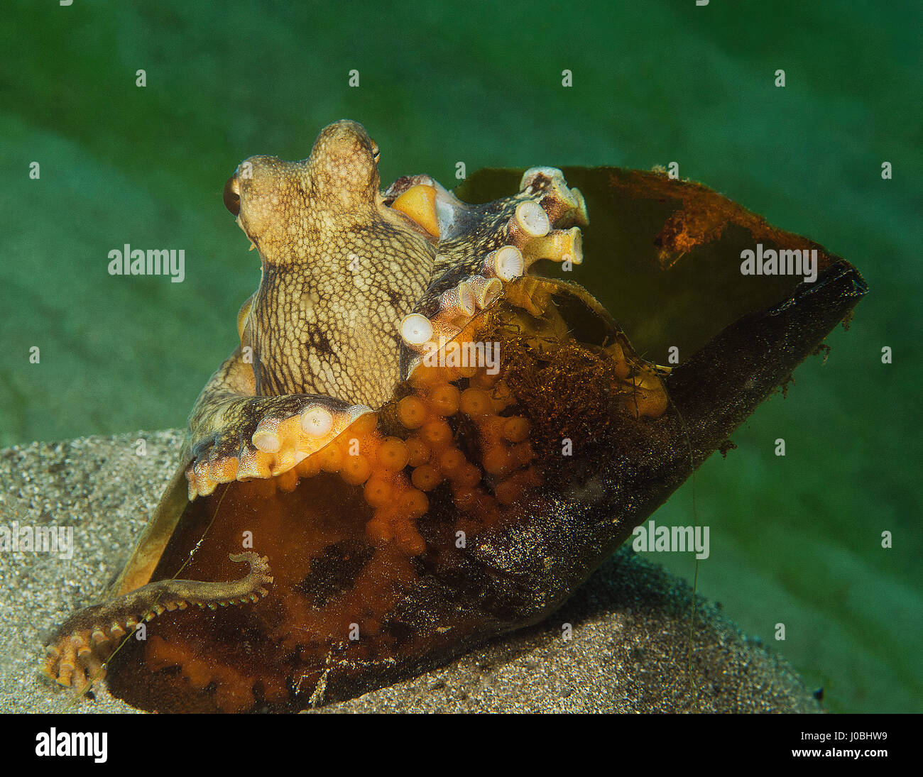 Il Cocco octopus nascosto in un vetro rotto bottiglia, Anilao, Filippine. EYE-opening immagini hanno rivelato come le creature che vivono nei nostri oceani hanno adattato la loro stessi a sopravvivere fra i circa otto milioni di tonnellate di rifiuti che è gettato in mare ogni anno. Da una scuola di pesce impostazione home all'interno di un pneumatico ribassato di un polipo tenuta su di un secchio di plastica, le foto mostrano proprio come queste creature adattato. Altre immagini mostrano una piccola pufferfish nasconde al suo interno un barattolo di latta e un pesce pagliaccio che ha stabilito le sue uova in una bottiglia di vetro. Uno scioccante snap mostra come un polpo ha insinuato fino all'interno Foto Stock