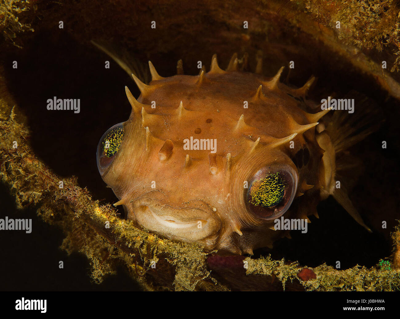 Il pesce palla nascondendosi in una lattina di metallo, Lembeh, Indonesia. EYE-opening immagini hanno rivelato come le creature che vivono nei nostri oceani hanno adattato la loro stessi a sopravvivere fra i circa otto milioni di tonnellate di rifiuti che è gettato in mare ogni anno. Da una scuola di pesce impostazione home all'interno di un pneumatico ribassato di un polipo tenuta su di un secchio di plastica, le foto mostrano proprio come queste creature adattato. Altre immagini mostrano una piccola pufferfish nasconde al suo interno un barattolo di latta e un pesce pagliaccio che ha stabilito le sue uova in una bottiglia di vetro. Uno scioccante snap mostra come un polpo ha insinuato fino all'interno di un vaso di vetro. Il Foto Stock